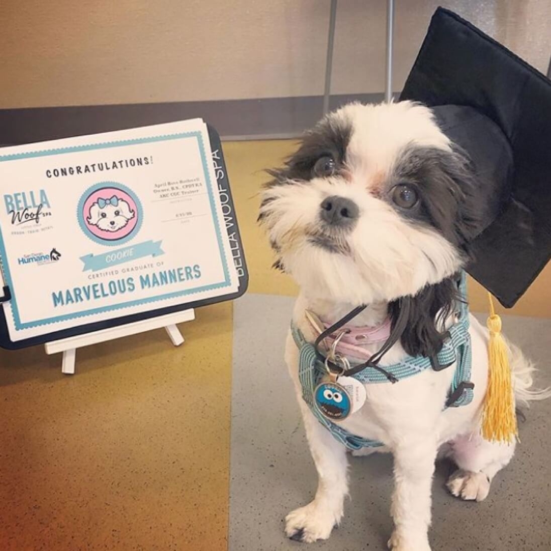 Petsmart dog sale training classes cost